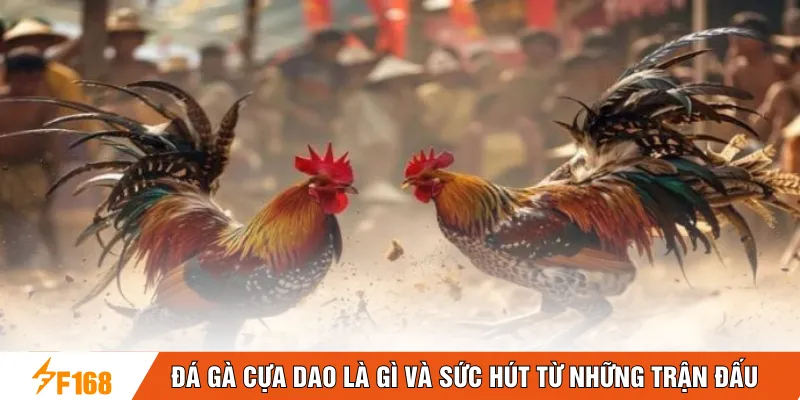 Đá gà cựa dao là gì và sức hút từ những trận đấu 